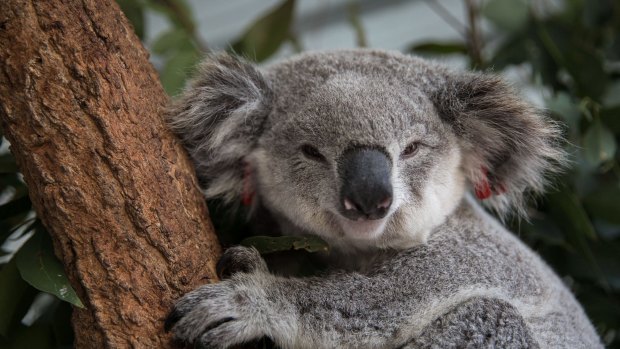 Koala populations are under siege in many parts of NSW, including the far north coast of NSW.