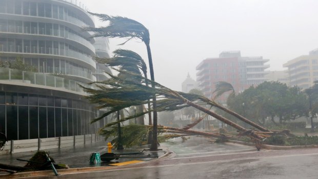 Palm trees lie strewn across the road as Hurricane Irma barrels into Florida.