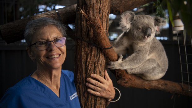 Cheyne Flanagan, who will run the new breeding program, with male koala Evans Head CW.