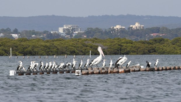 An Australian pelican with pied cormorants on the south-east side of Botany Bay. The bay is an annual summer feeding ground for several species of migratory waders including godwits, curlews, sandpipers and snipes. These intrepid birds fly thousands of kilometres from Siberia and Alaska and arrive exhausted and starving to feed on the tidal flats at Sans Souci and other areas around Botany Bay. 