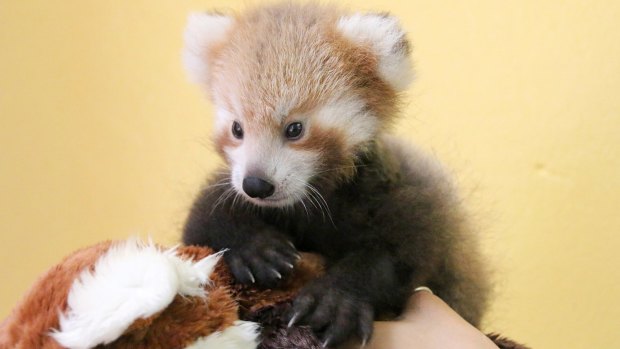 The red panda cub with her cuddly toy.