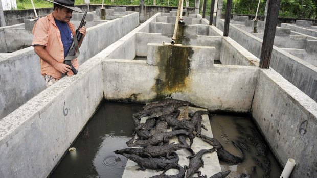 Workers have denied claims that up to 200 baby crocodiles had died in recent weeks. 