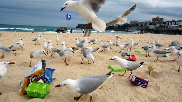 Rubbish at Bondi Beach attracts the interest of a large group of seagulls. 