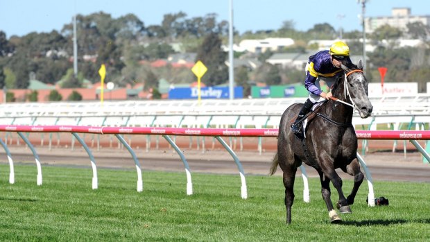 Spring king: Rupert Legh's Chautauqua is firming as a favourite for the Darley Classic.