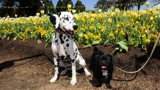 News: From left, Dollie a one year old dalmatian of Crace and 10 month old Tuffie McPuggles of Crace enjoy Dogs Day Out at Floriade. 6th October 2015. Photo by Melissa Adams of The Canberra Times.
