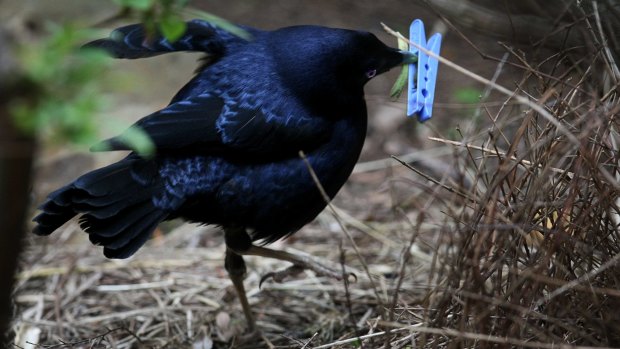 A satin bower bird collects a blue peg.
