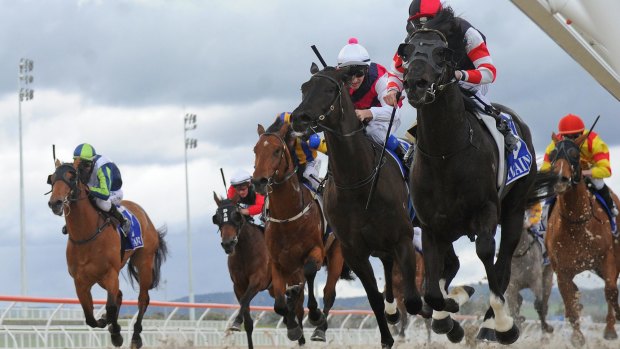 Tim Habel's Derby tip So Si Bon charges to victory at Pakenham in September. 