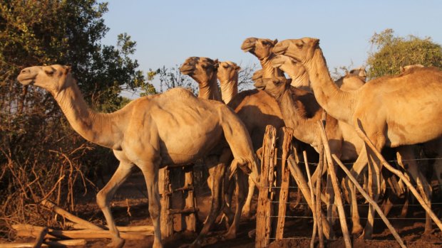 Herding camels at Ol Malo