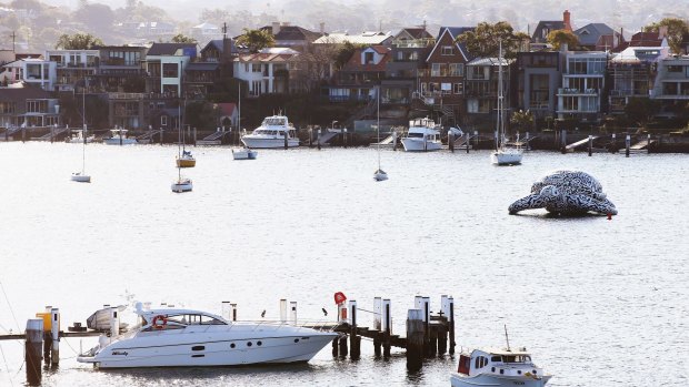 Alphie the turtle is moored among yachts in a secret Sydney Harbour location.