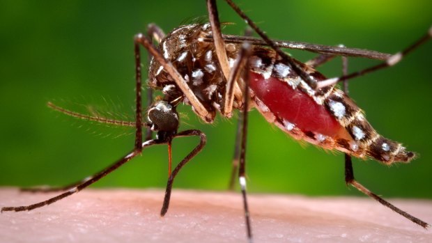 Spreading the Zika virus ... A female Aedes aegypti mosquito in the process of acquiring a blood meal from a human host. 