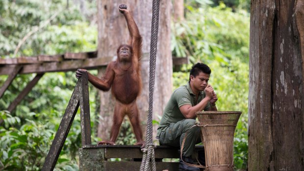 An orangutan gestures near a staff member at the orangutan sanctuary in Sepilok, in Malaysian Borneo.