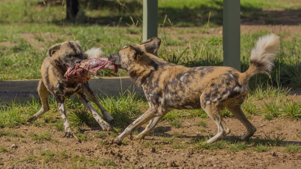 Two African painted dogs at the National Zoo and Aquarium ''share'' their food.