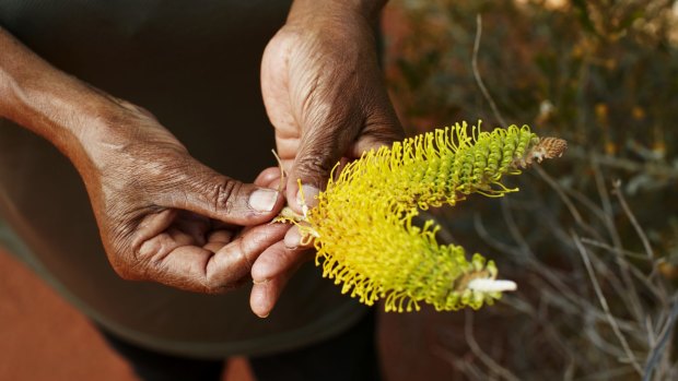 There's more to indigenous enterprise than bush tucker businesses