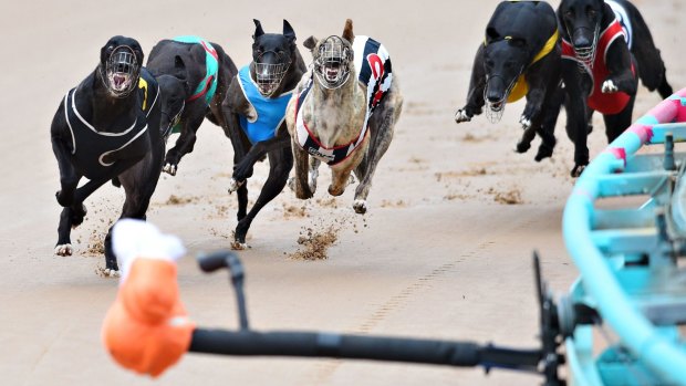 End is night: Greyhound racing is set to wind up in NSW by July 1, 2017.