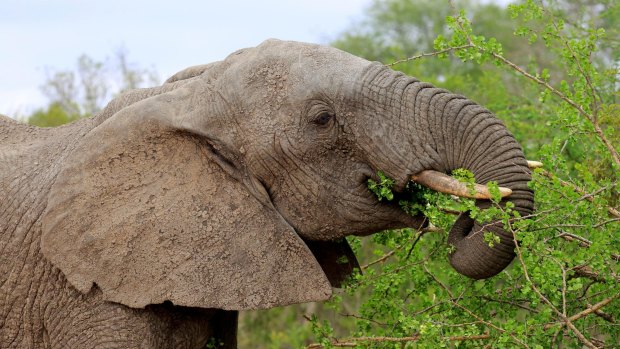 An elephant feeding in Sabi Sand Game Reserve, Kruger National Park.