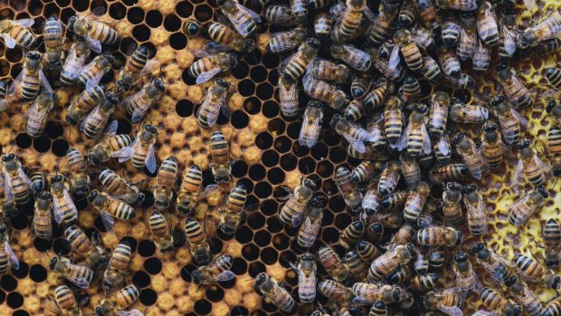 The Department of Parliamentary Services, Australian National University Apiculture Society and engineering firm Aurecon have collaborated on the project.