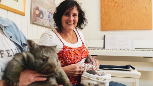 Wombat carer Lindy Butcher at home with three wombats