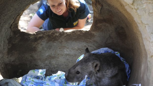 Winnie, the wombat, snuggles up with a blanket or two under the watchful eye of senior wildlife keeper Renee Osterloh.