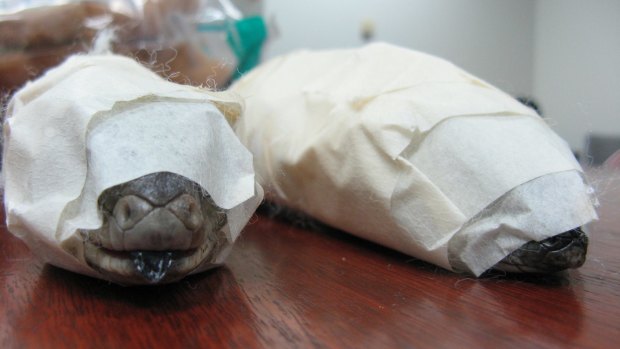 Blue tongue lizards found in a teddy bear were taped from head to tail.