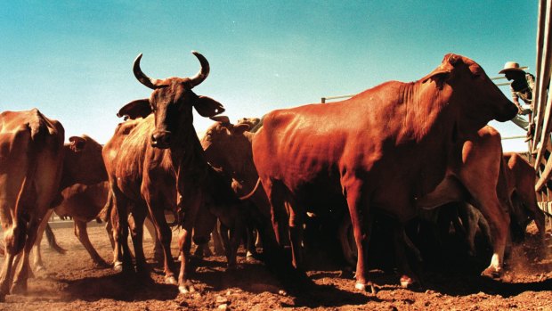 Beef producers across Australia are enjoying better returns.