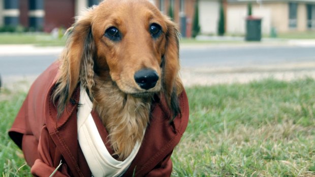 Obi-Wan the dachshund will take part in the Werriwa Weiner Dash at the Bungendore Show on Sunday.
