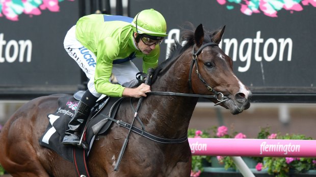 Royal Symphony is set to be the next drawcard of the spring carnival.