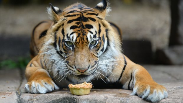 Juma the Sumatran Tiger  digging into a pie to celebrate Australia Day.