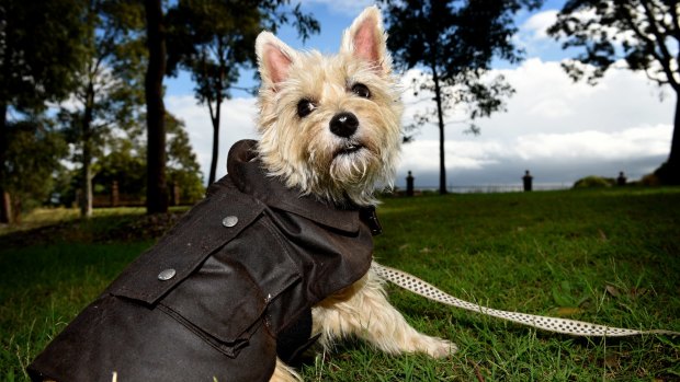 Kitsch or cute?: Six-year-old cairn terrier Fred rugs up in a Driza-Bone for a romp.