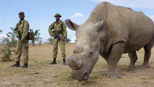 Last male of the species: Sudan, the northern white rhinoceros, is protected by armed guards. 
