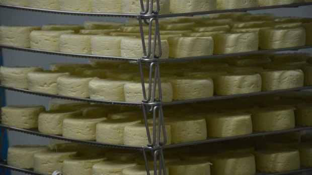 The cheeses are stored in a climate controlled room where they mature and develop their flavours.