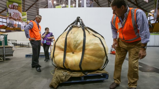 Workers at the produce display inspect the pumpkin that came in at 728 kilograms. 