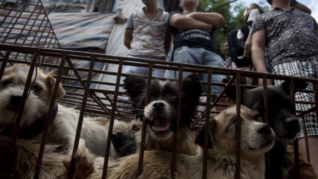 Vendors wait for customers to buy dogs in cages at a market in Yulin.