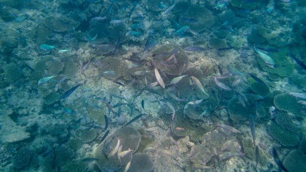 Bleached coral off Heron Island.