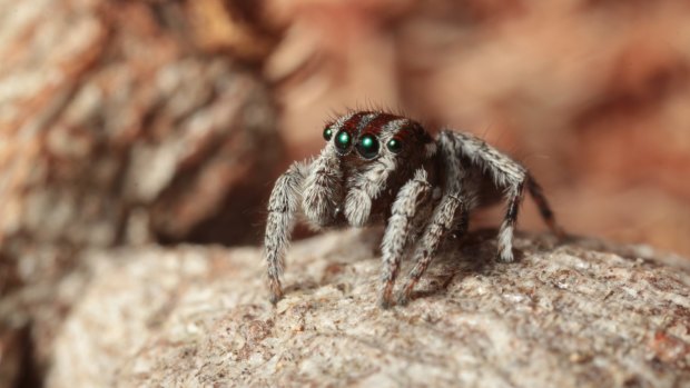 Maratus calcitrans.