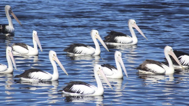 Known for its pelican watching on the Myall Lake: Tea Gardens.
