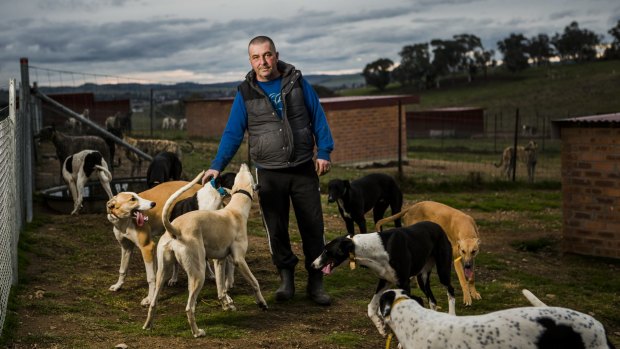 Veteran greyhound breeder and trainer Andy Lord with some of the 250 greyhounds at his Gunning property. 

