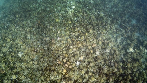 Great Spider Crabs in Port Phillip Bay. Photo supplied