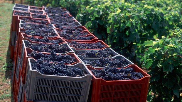 ]Grape harvest in Cote de Beaune, Burgundy.