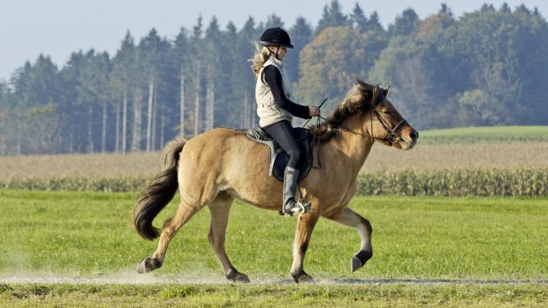 Icelandic horses have a couple of extra gaits not found in other breeds; one is called the tolt.