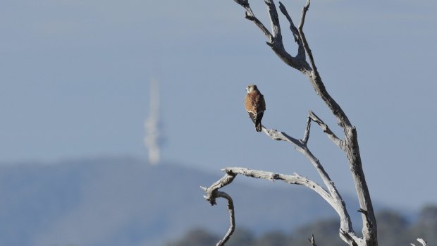 Glenn Pure snapped this Nankeen Kestrel gazing out over Urambi Hill Reserve and Black Mountain Tower. He said: "The late afternoon light reminded me of the shortening days as the seasons change and winter approaches."