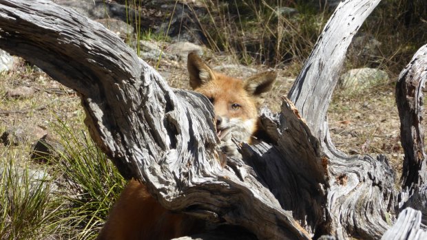 A fox takes cover in Queensland. 
