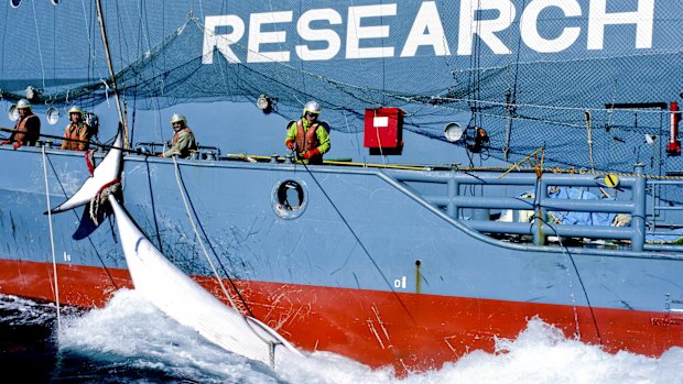 Japanese whalers offloading a minke whale onto the whaling factory ship the Nisshin Maru in the Southern Ocean in February 2013.