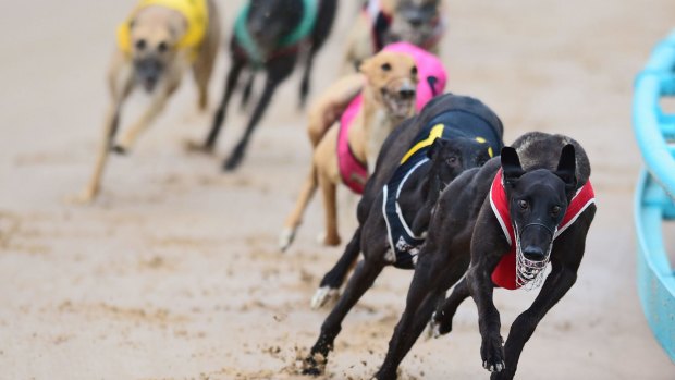 Five Queensland greyhound trainers have been banned for life in the wake of the live baiting scandal.