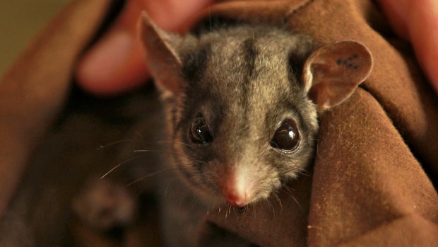On the way out: A Leadbeater's possum.