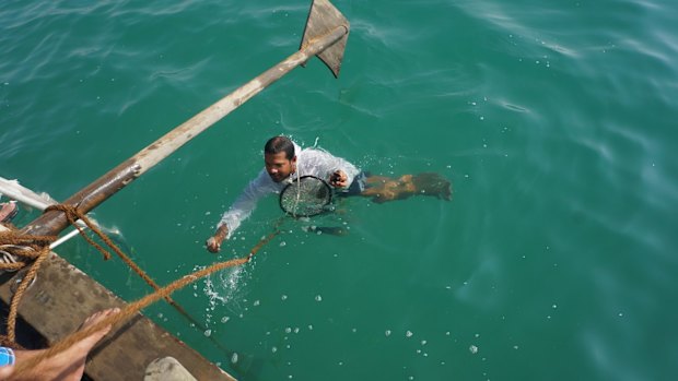 A pearl diver resurfaces with oysters - which may contain pearls.