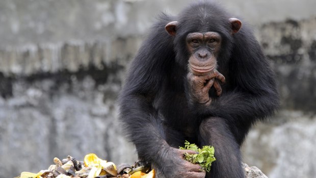 Scientists have watched Bossou chimpanzees hold "drinking sessions" in Guinea.