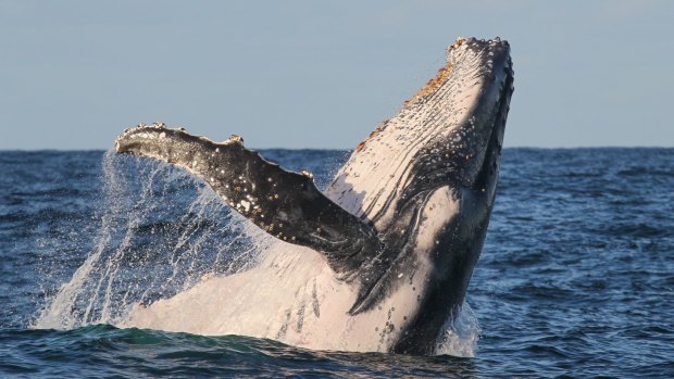 A humpback whale puts on a show for crowds off the heads of Sydney.