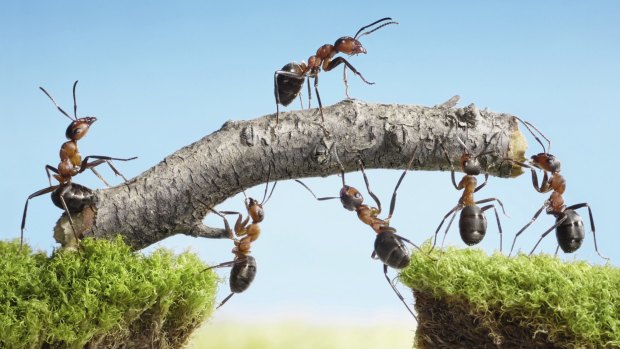 There are more than 1400 ant species native to Queensland.