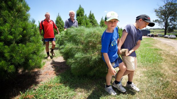 Mervin McKelvey and his grandsons Beau and Lane select a tree from Willy's Christmas Tree Farm.