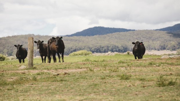 Ian Cargill runs Angus cattle on his property near Braidwood, the third-generation of his family to farm the land.